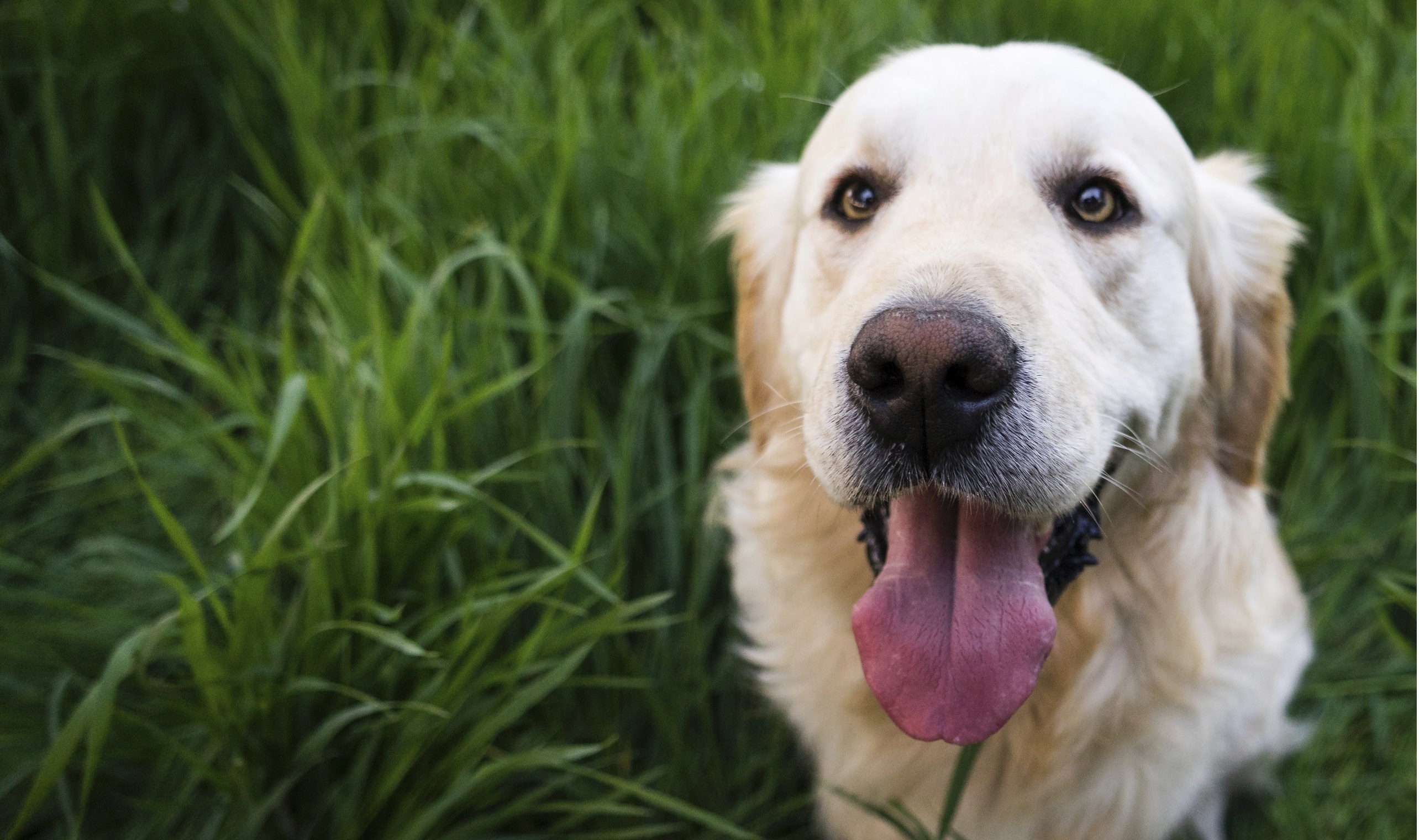 Golden retriever sits in the green grass. The photo is taken from above.