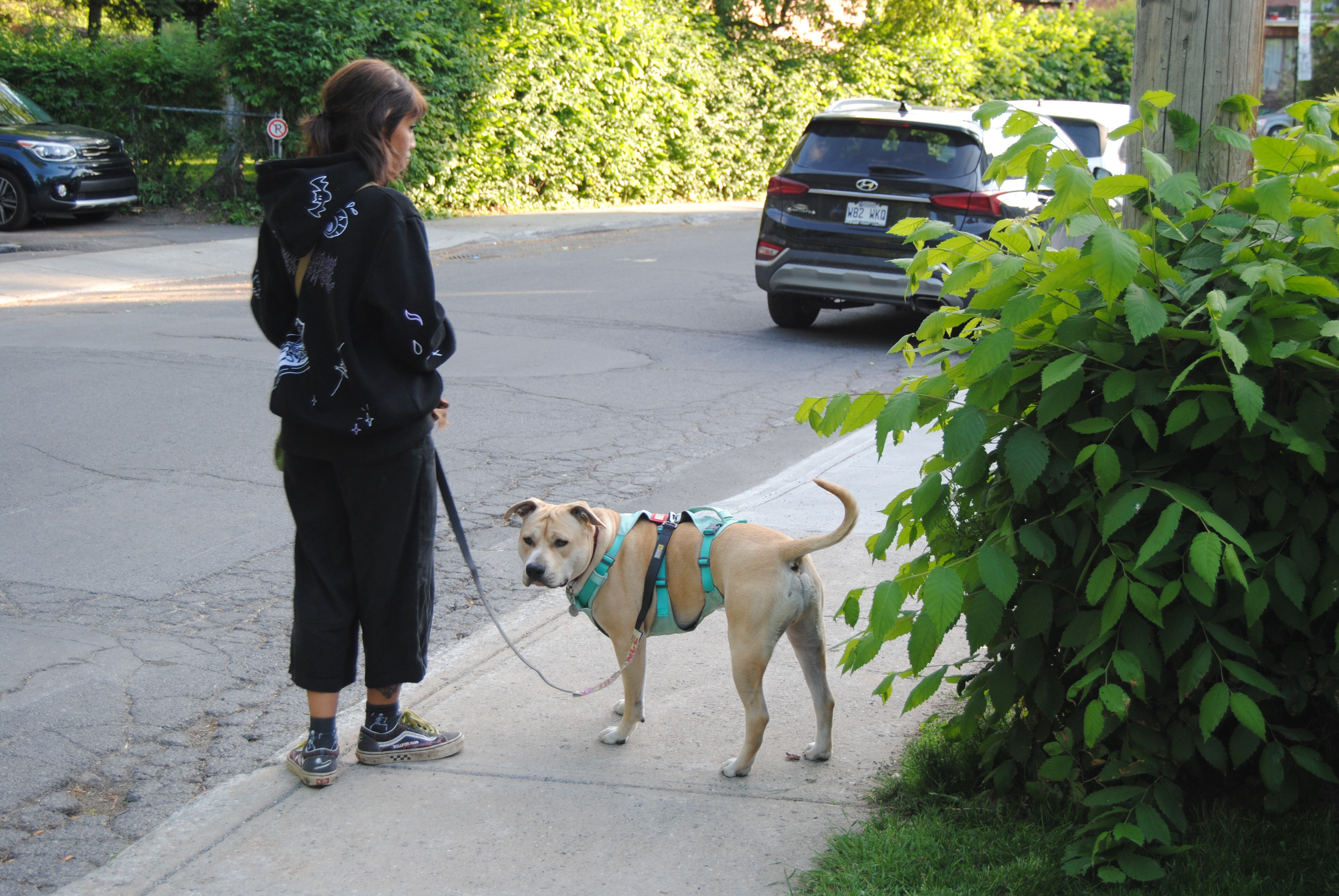 A cream coloured American Staffordshire Terrier standing on the sidewalk.